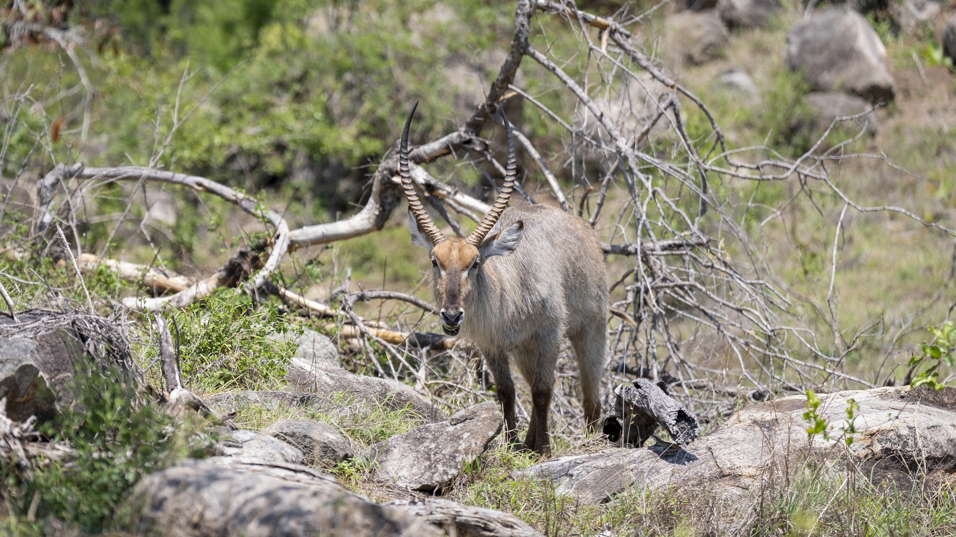 Kruger25 2025 10 29 11 28 20 ILCE 9M3 883
